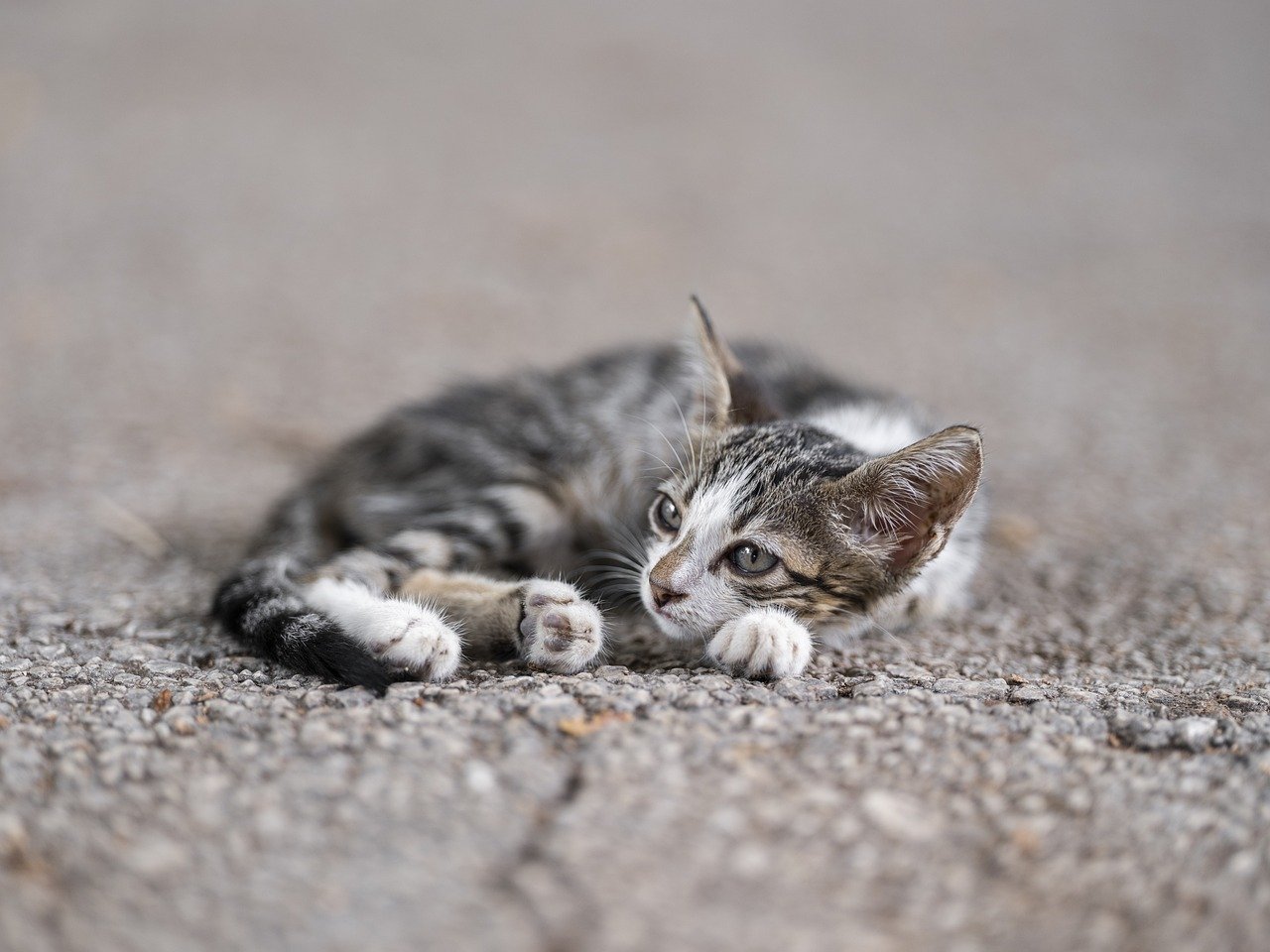 猫